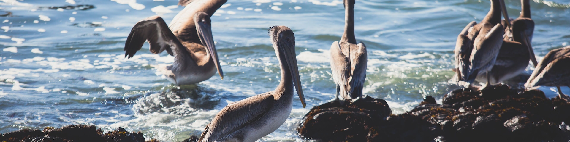 View of bird rocks and cliffs along Pacific Coast Highway 1 in California, a habitat and refuge for brown pelicans, cormorants, black oystercatchers, harbor seals, and western gulls, United States