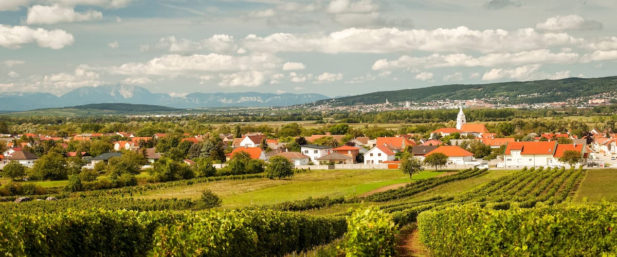 A vineyard with rows of grapevines, a town with red-roofed houses, and a church with a tall spire.
