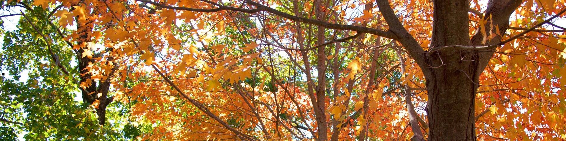 Village Green featuring autumn leaves and a garden