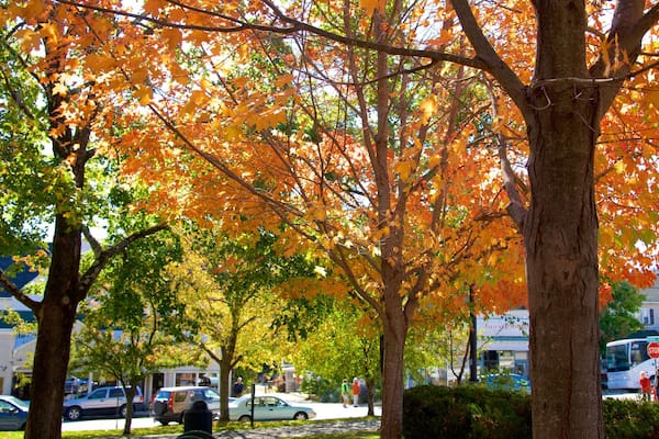 Village Green which includes fall colors and a park