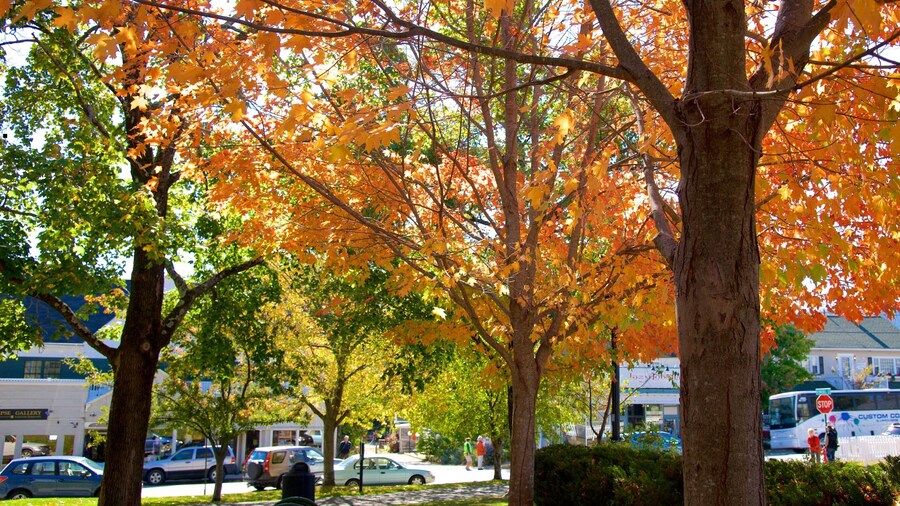 Village Green featuring fall colors and a garden