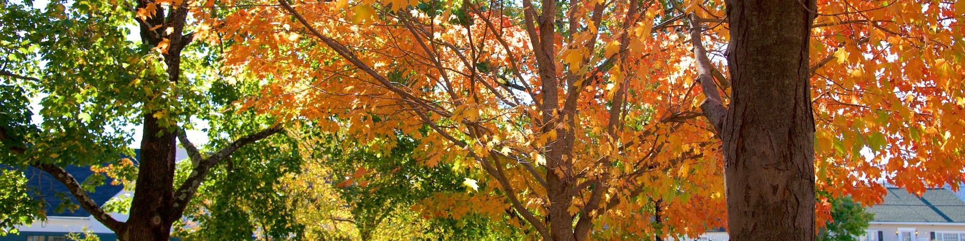 Aldea costera Village Green ofreciendo un parque y hojas de otoño