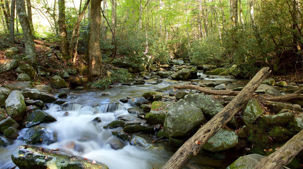 大煙山國家公園 呈现出 河流或小溪, 寧靜風景 和 森林