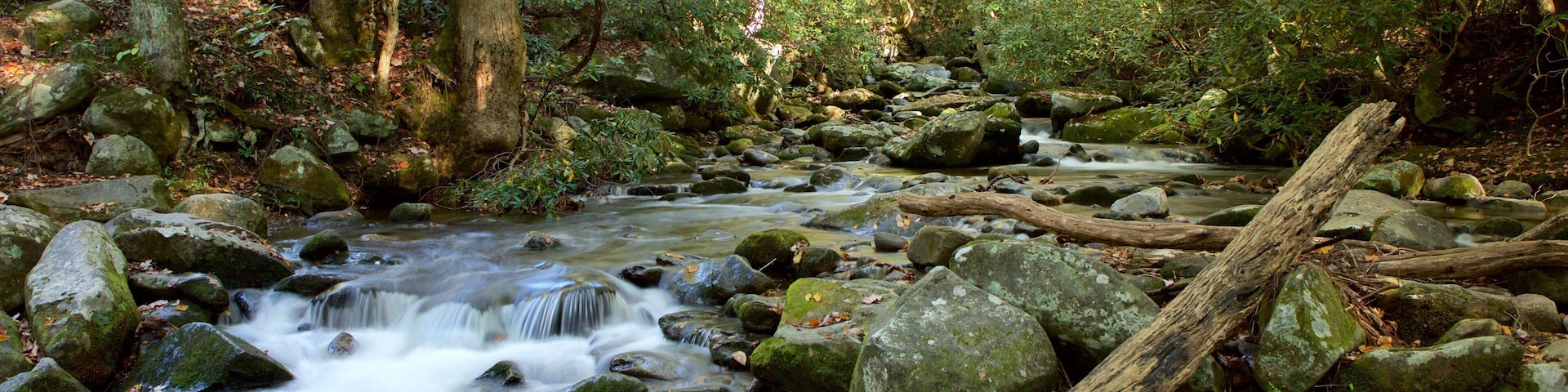Great Smoky Mountains National Park showing tranquil scenes, forests and a river or creek