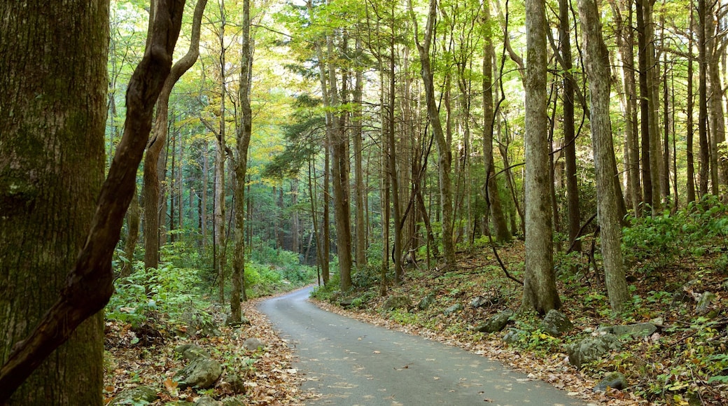 大煙山國家公園 设有 森林風景