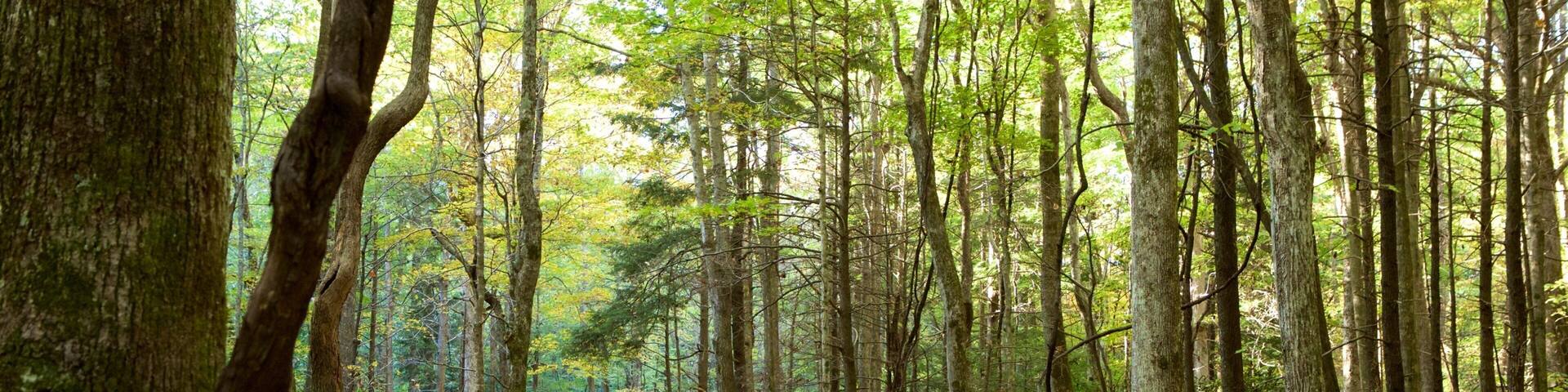 Great Smoky Mountains National Park featuring forests