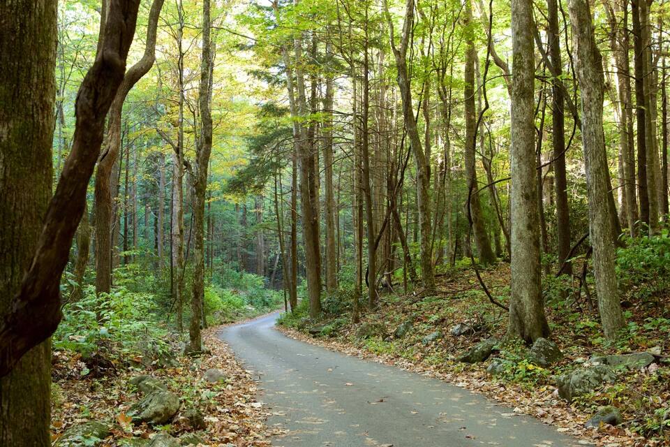 A forested road winding through a dense woodland with tall trees and a leaf-covered path.