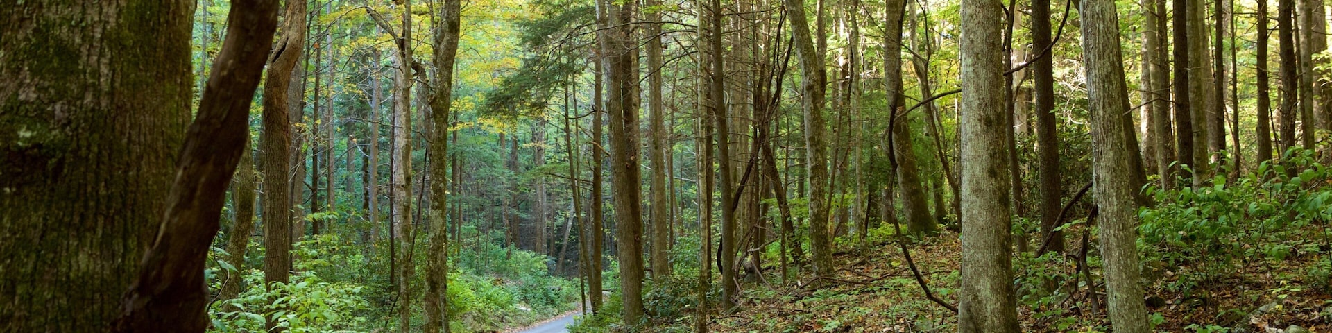 Great Smoky Mountains National Park caracterizando florestas