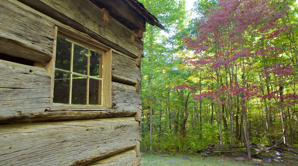 그레이트 스모키 산맥 국립공원 을 특징 한적한 풍경 과 숲