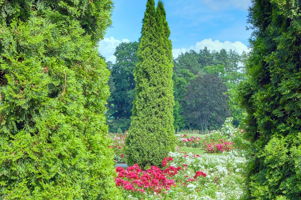 Un jardí amb talls de setge ordenats, un xiprer alt i flors vermelles vibrants.