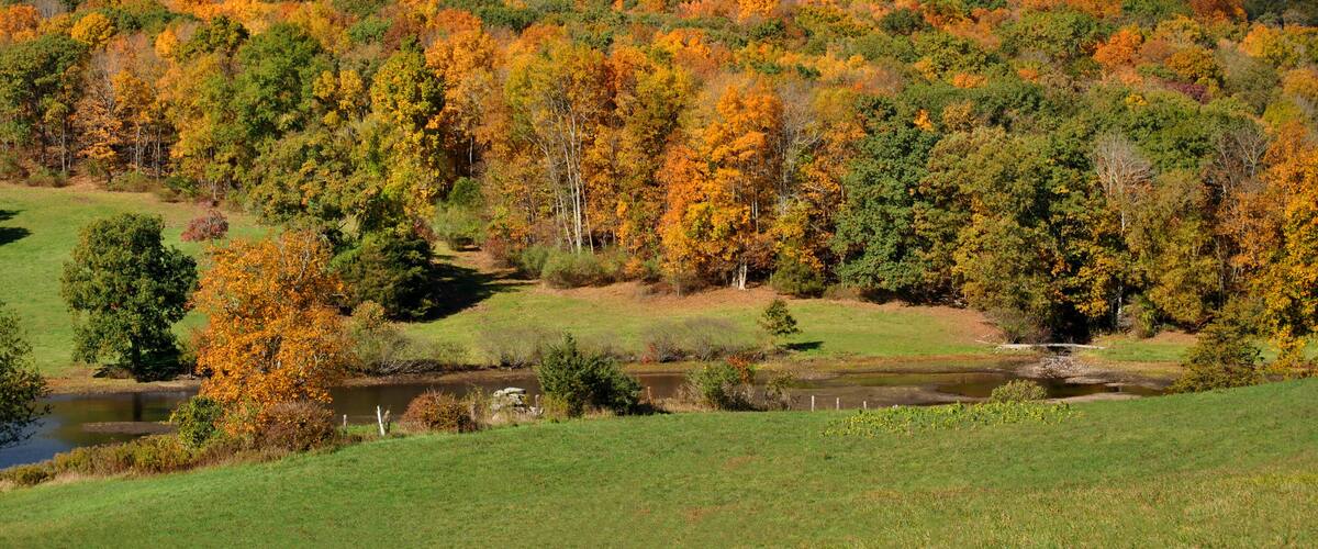 A hillside covered in autumn foliage with a small pond in the foreground.