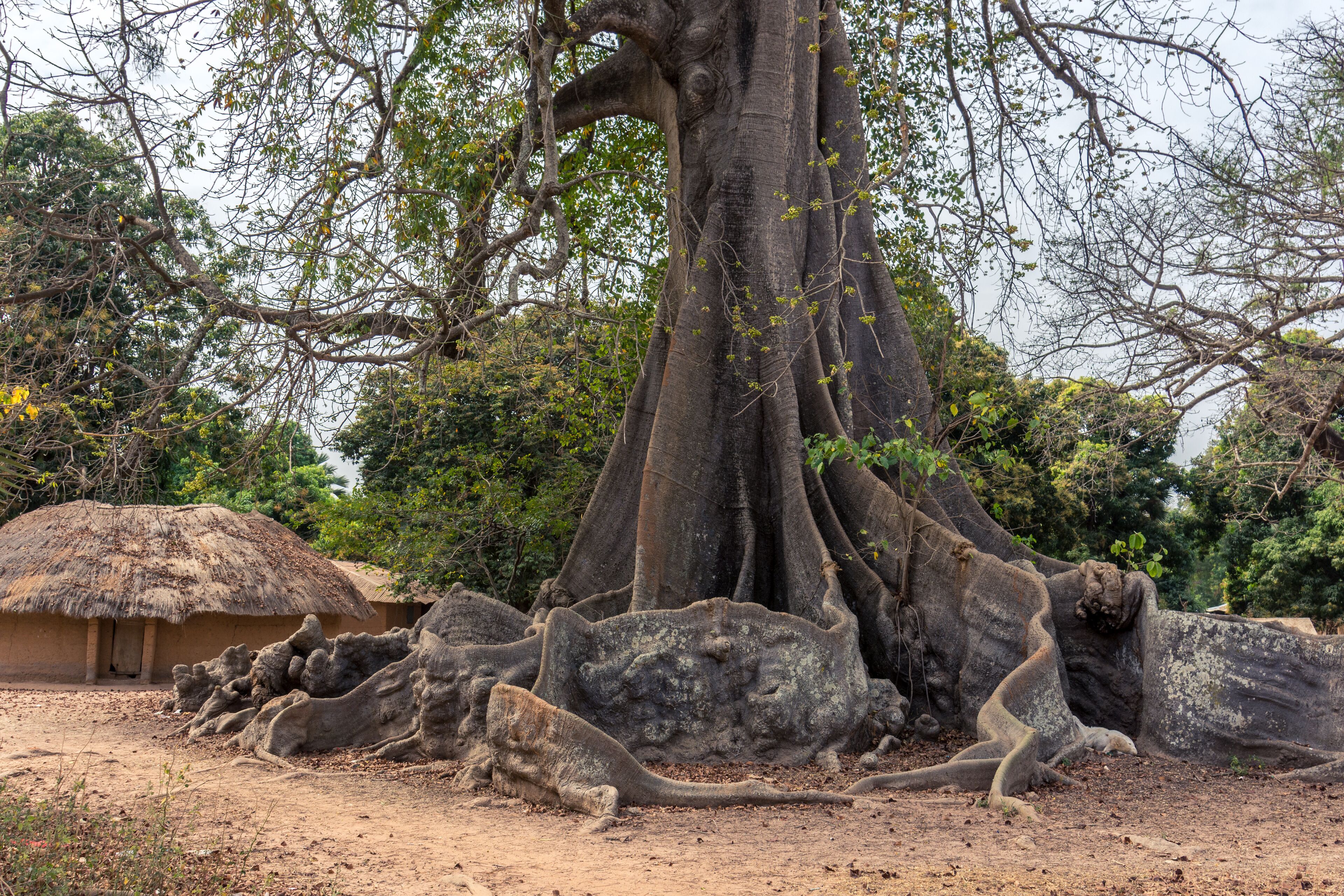 Raiz del arbol ceiba en el pequeño poblado de Mlomp, muy común en la región de Casamance, en el sur del Senegal