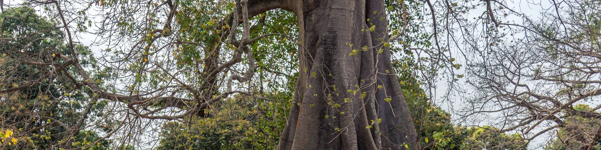Raiz del arbol ceiba en el pequeño poblado de Mlomp, muy común en la región de Casamance, en el sur del Senegal