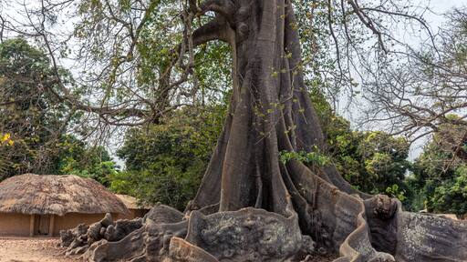 Raiz del arbol ceiba en el pequeño poblado de Mlomp, muy común en la región de Casamance, en el sur del Senegal