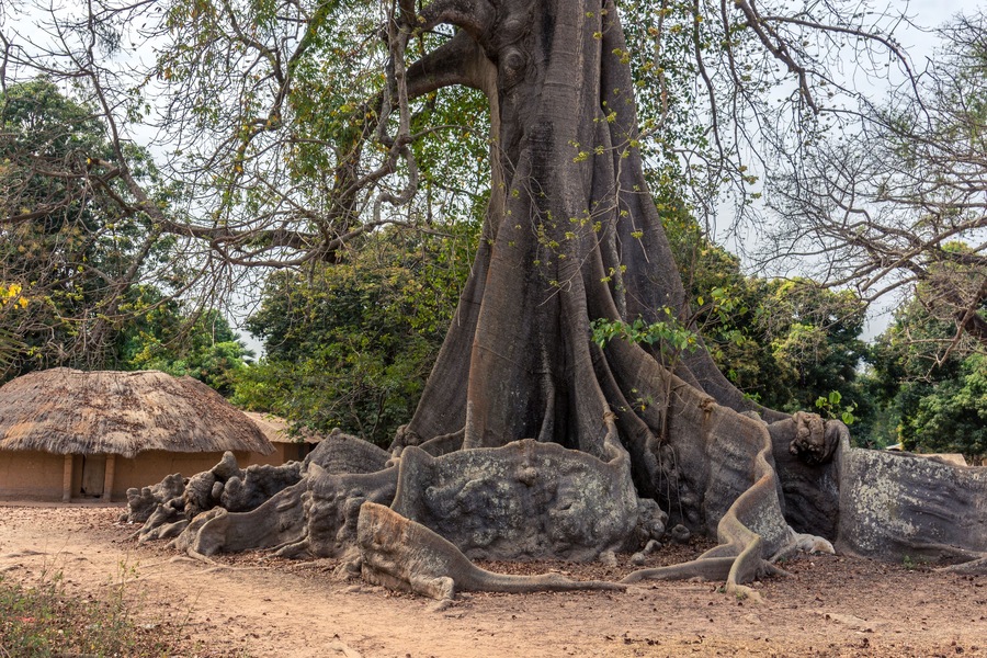 Raiz del arbol ceiba en el pequeño poblado de Mlomp, muy común en la región de Casamance, en el sur del Senegal