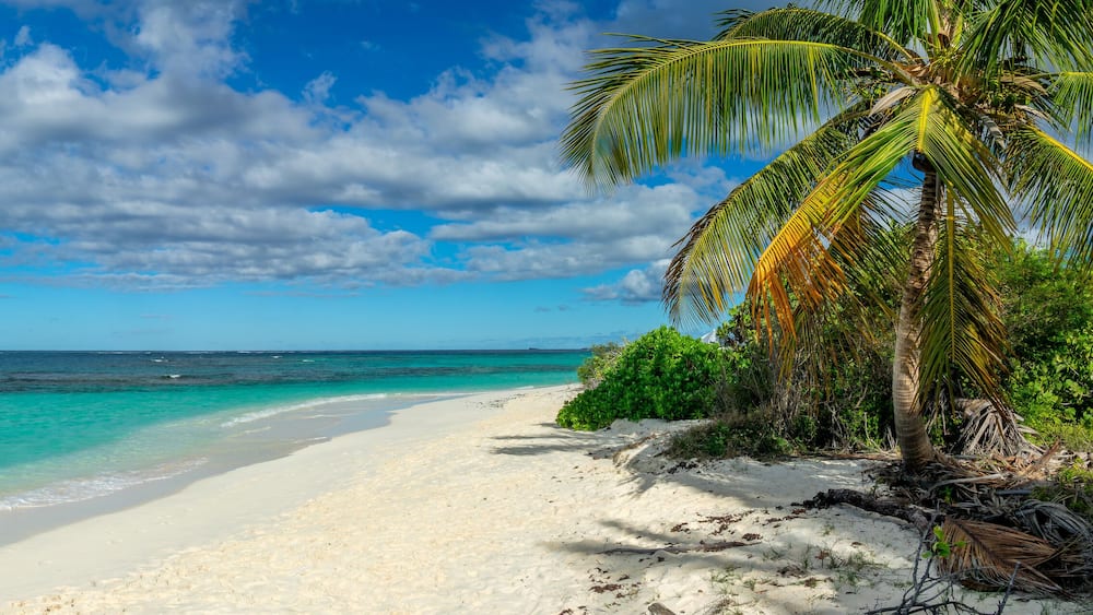 Une plage aux eaux turquoise et limpides, au sable blanc, et bordée d’un palmier.