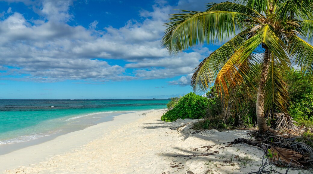 Palm tree in Shoal Bay beach, Caribbean dream landscape in Anguilla island, British West Indies panoramic web banner