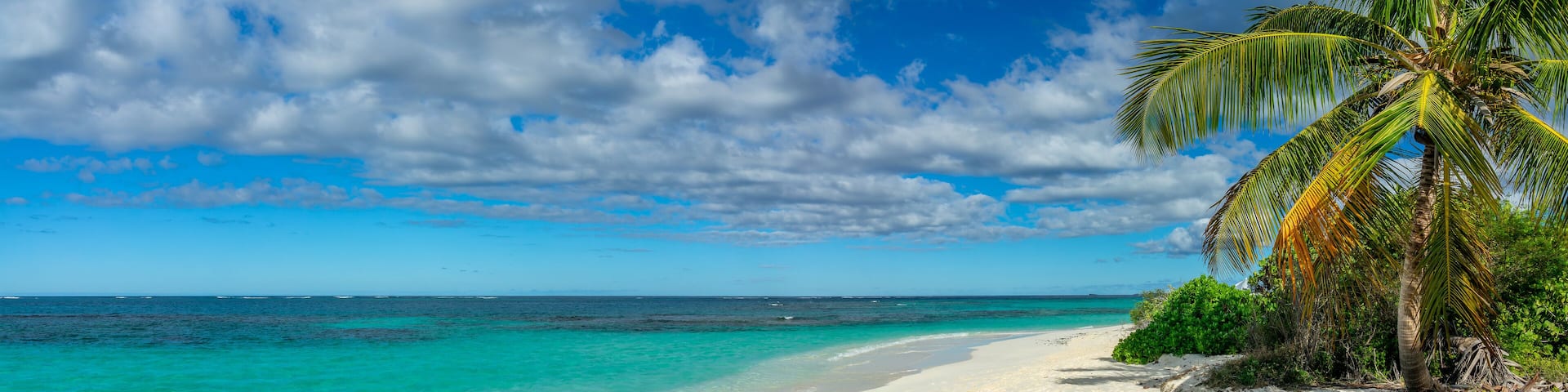 Palm tree in Shoal Bay beach, Caribbean dream landscape in Anguilla island, British West Indies panoramic web banner