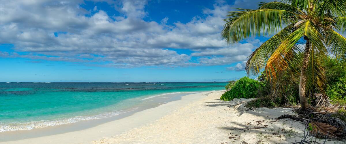 A beach with clear turquoise waters, white sand, and a palm tree.