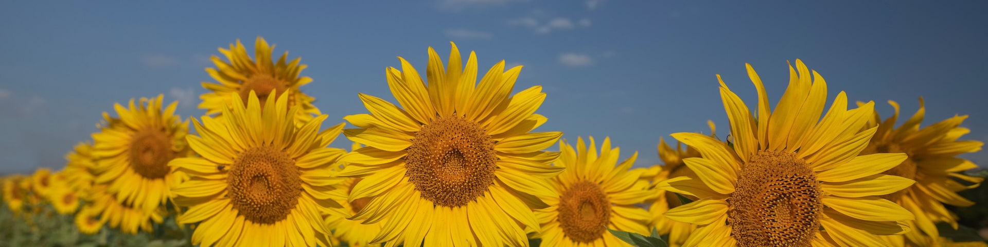 Attractive field with bright yellow sunflowers close up. Turkey agricultural region Menemen plain. Image of ecology concept. agriculture industry. Photograph of the cultivation land. The beauty of the