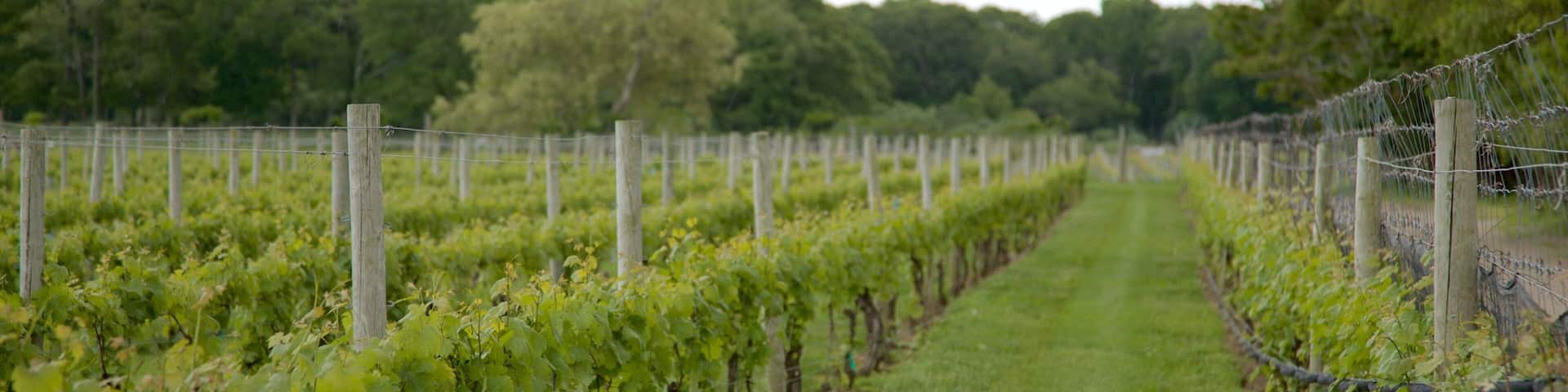 チャニング ドーターズ ワイナリー