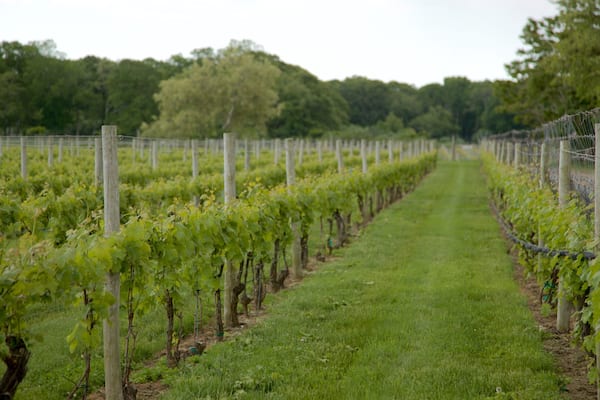 チャニング ドーターズ ワイナリー