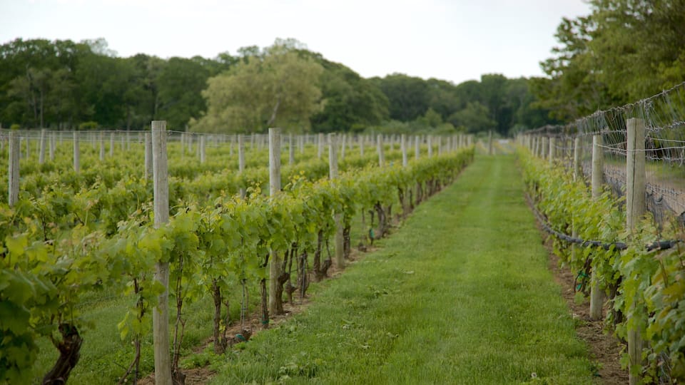 A vineyard with rows of grapevines and a grassy path.