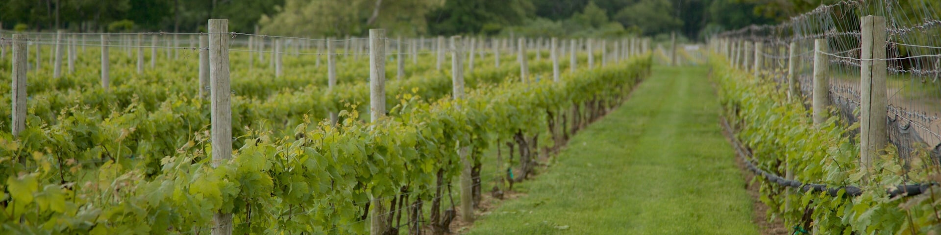 Channing Daughters Winery