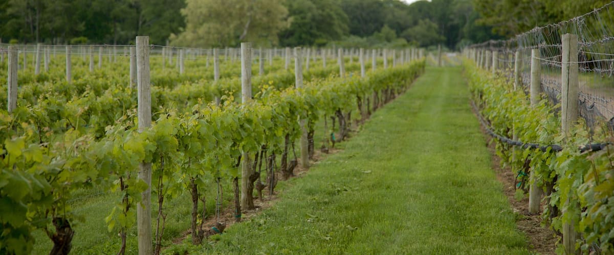 A vineyard with rows of grapevines and a grassy path.