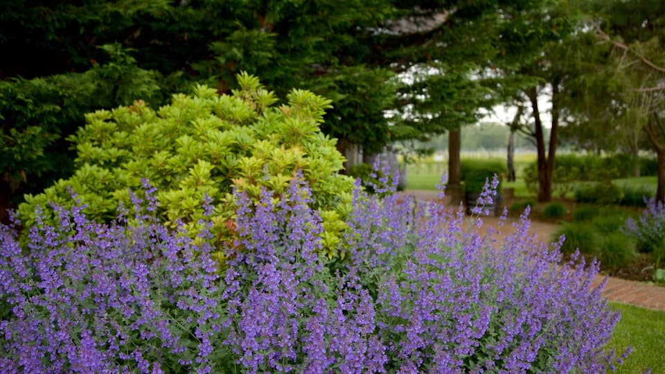 A garden with purple flowers and a green bush.