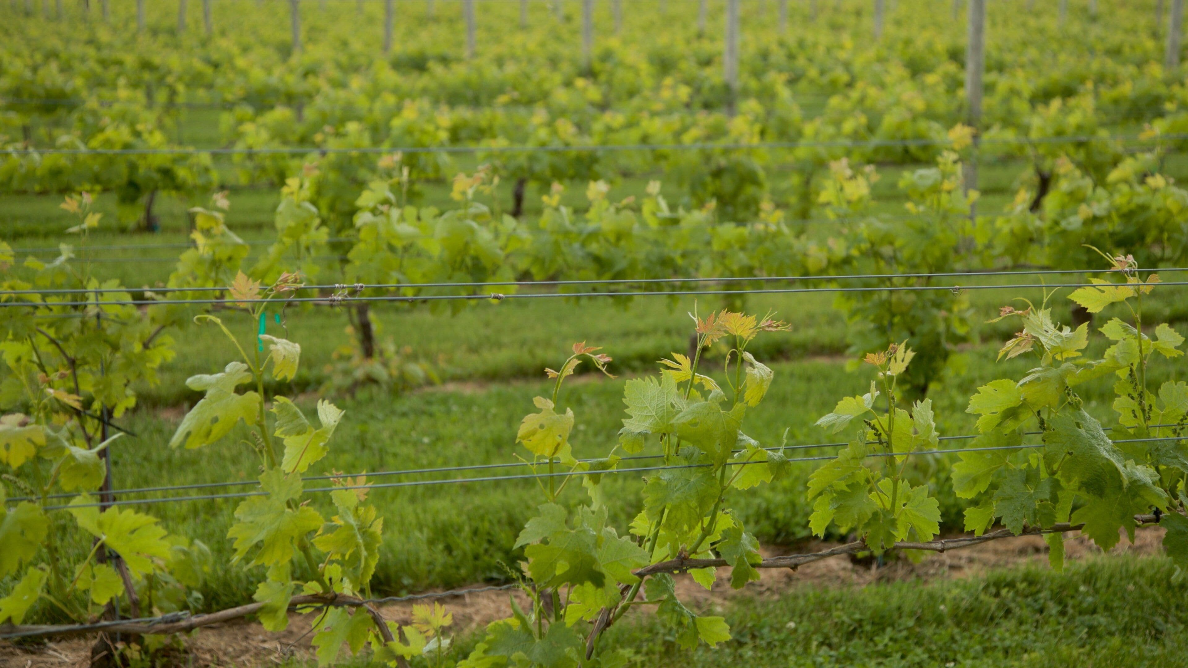 Channing Daughters Winery