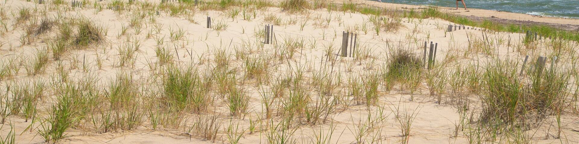 A sandy beach with grass and wooden posts, and the ocean in the background.