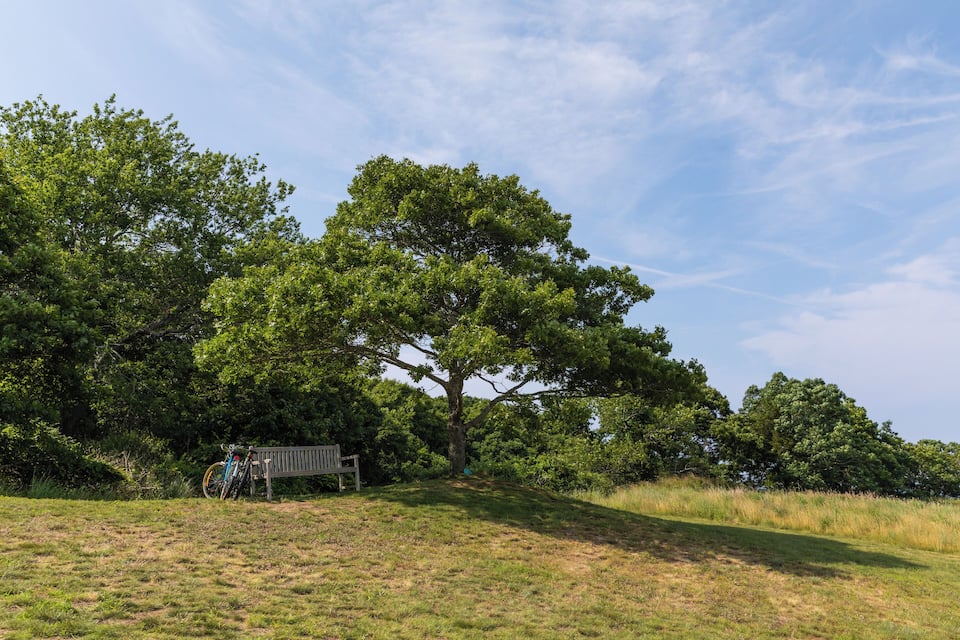 Een park met een grote boom, een bank en een fiets.