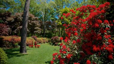 A garden with red flowers, a tree, and a red bench.