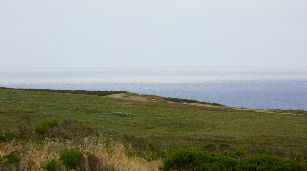 Bodega Head showing general coastal views