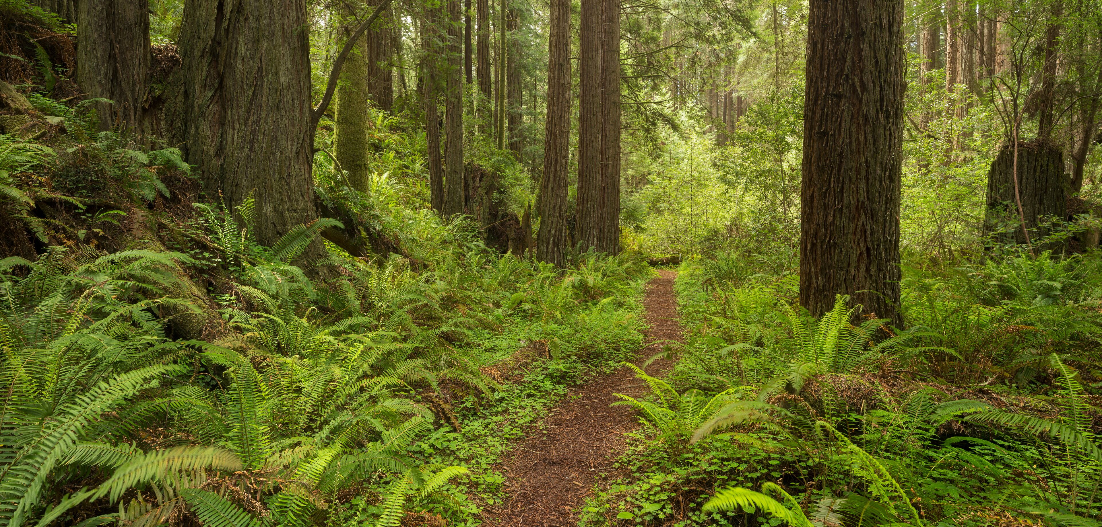 Redwood, Stillwater Cove Regional Park, Sonoma Coast, Kalifornien, USA