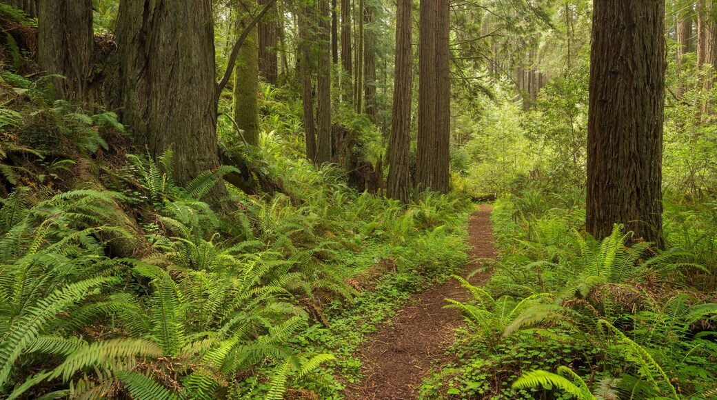 Redwood, Stillwater Cove Regional Park, Sonoma Coast, Kalifornien, USA