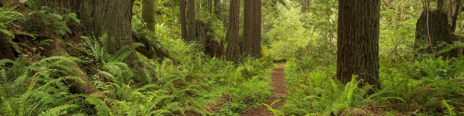 Redwood, Stillwater Cove Regional Park, Sonoma Coast, Kalifornien, USA