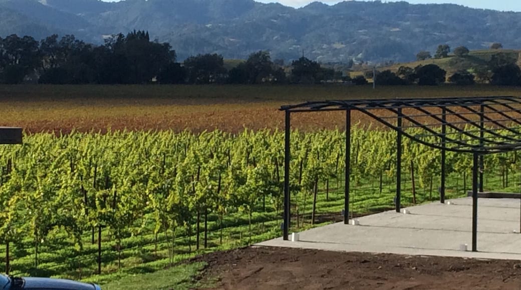 Atmospheric perspective loveliness.
#napavalley #vineyard #winecountry #champagne