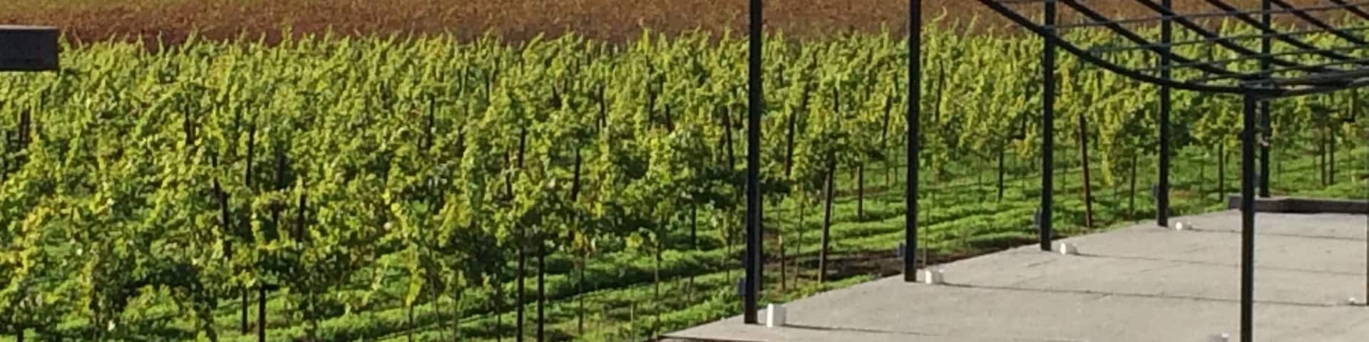 Atmospheric perspective loveliness.
#napavalley #vineyard #winecountry #champagne