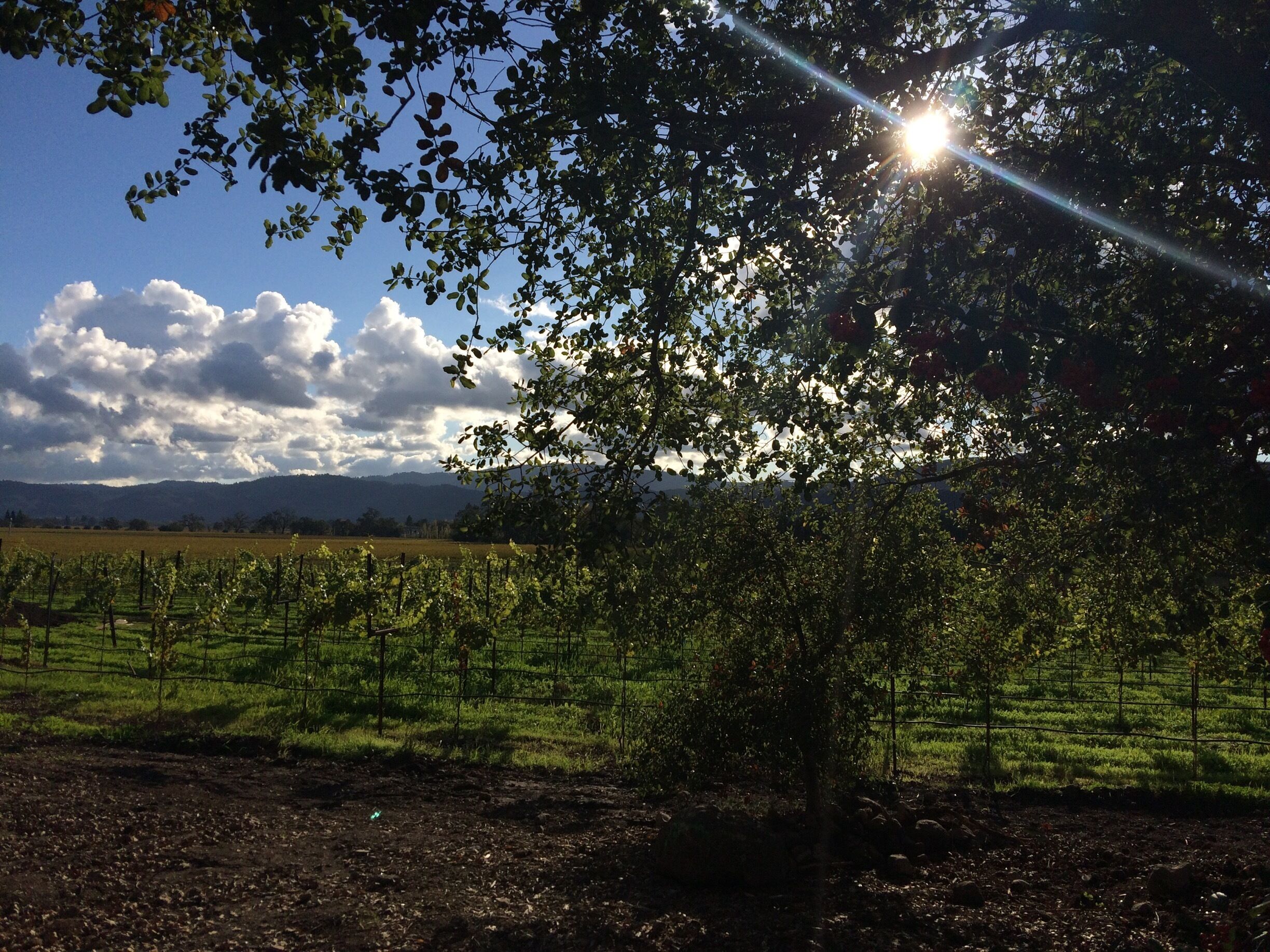 Idyllic Napa view from Mumm tasting area. 

#napavalley #california #champagne #vineyard