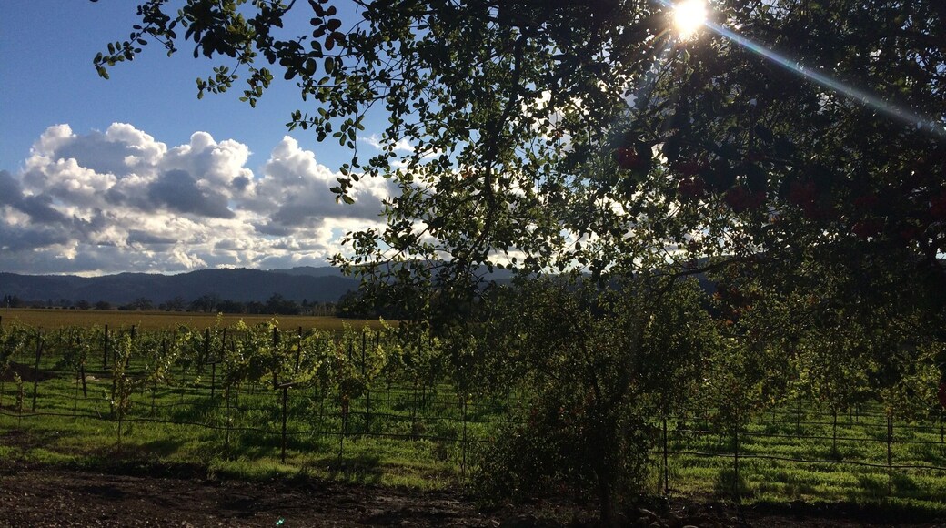 Idyllic Napa view from Mumm tasting area.
#napavalley #california #champagne #vineyard