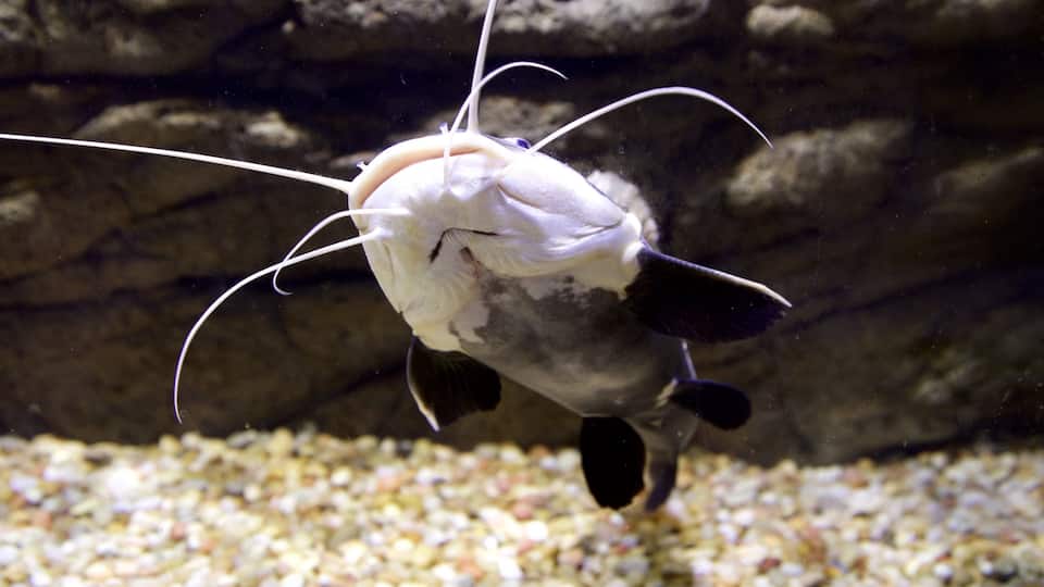 Terry Lee Wells Nevada Discovery Museum showing marine life