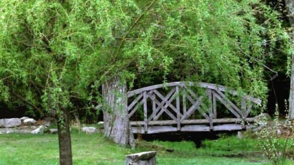 A garden with a wooden bridge, a tree, and a tulip bed.