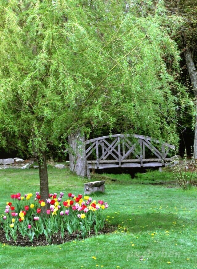 A garden with a wooden bridge, a tree, and a tulip bed.