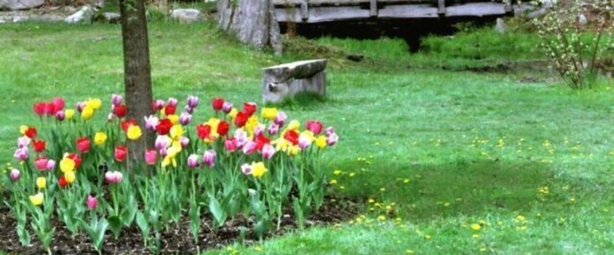 A garden with a wooden bridge, a tree, and a tulip bed.