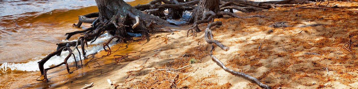 Lake with trees growing in the sandy beach at the water's edge with exposed roots showing. Location: Sebago Lake State Park, Maine, USA
