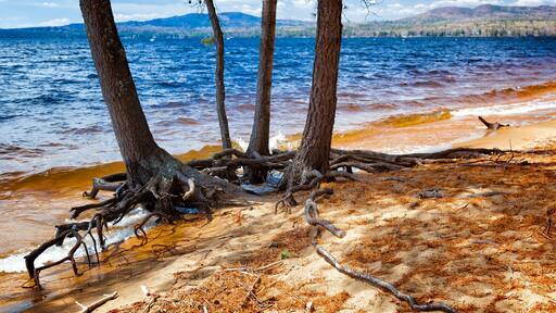 Lake with trees growing in the sandy beach at the water's edge with exposed roots showing. Location: Sebago Lake State Park, Maine, USA