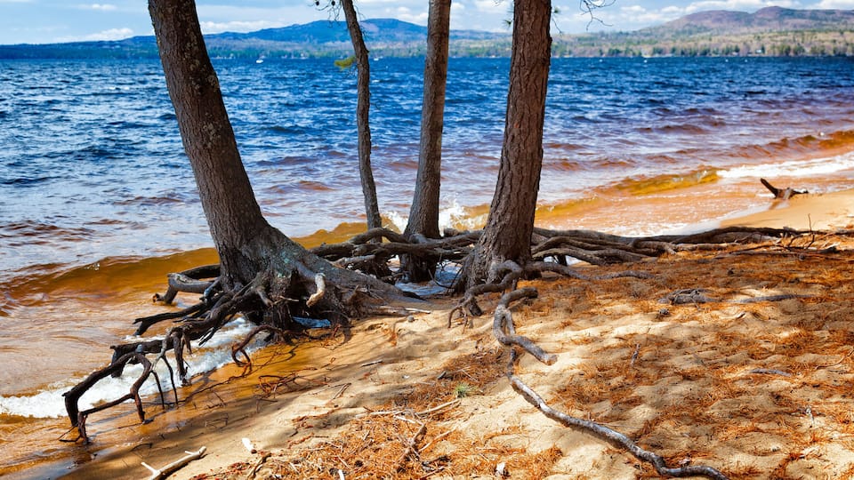 A beach with tree roots in the sand and a body of water in the background.