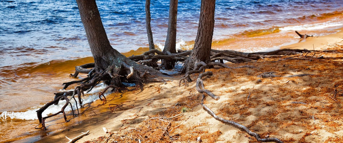 Lake with trees growing in the sandy beach at the water's edge with exposed roots showing. Location: Sebago Lake State Park, Maine, USA
